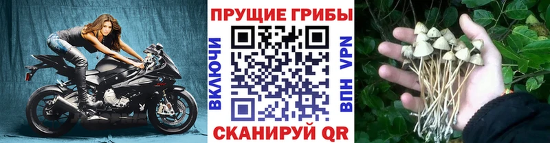 Галлюциногенные грибы прущие грибы  купить наркотики сайты  Среднеуральск 